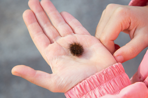 there is a caterpillar on the child's hand. She curled up in a ball.