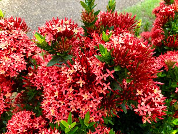 istock Ixora, ornamental plant with beautiful clusters 1456374452