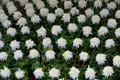 November is chrysanthemum flower season in Japan. Chrysanthemum flowers come in a large variety of shapes and sizes and in a wide range of colors. Stems may carry one flower or multiple flowers. There are also daisy-like, spoon-shaped, quill-shaped, thread-like or spider-like florets. Their colors include red, pink, yellow, white, bronze, green, magenta and purple.