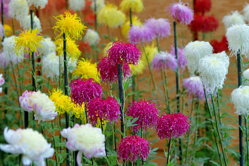 November is chrysanthemum flower season in Japan. Chrysanthemum flowers come in a large variety of shapes and sizes and in a wide range of colors. Stems may carry one flower or multiple flowers. There are also daisy-like, spoon-shaped, quill-shaped, thread-like or spider-like florets. Their colors include red, pink, yellow, white, bronze, green, magenta and purple.