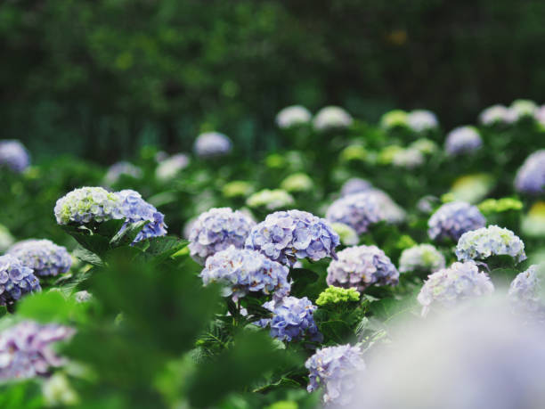 istock flower in winter season 1456375663