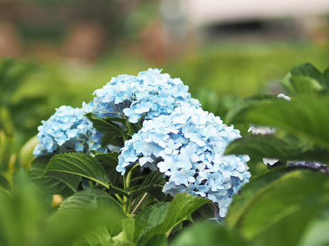 flower in blue and green in cool weather