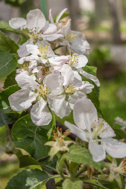 istock Apple blossom nature background spring flowers 1456377260