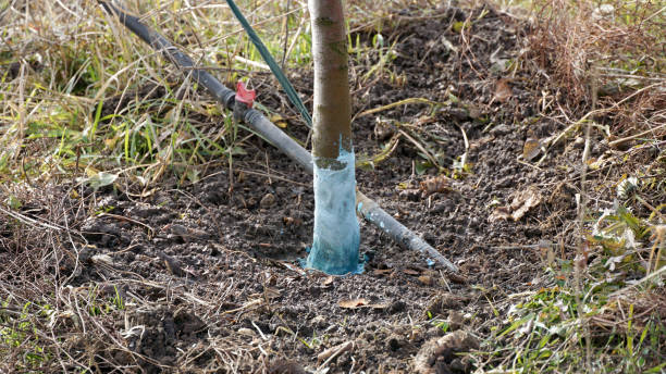 istock pear trees in january treated with Bordeaux mixture to combat mildew. 1456377420