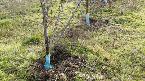 istock pear trees in january treated with Bordeaux mixture to combat mildew. Bordeaux mixture is allowed in organic agriculture and protects against blight and other diseases in plants. 1456377435