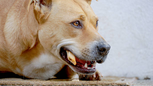 istock mix of staffy dog eats a bone close up image 1456377438