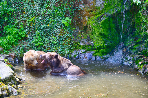 Couple of brown bear play in river