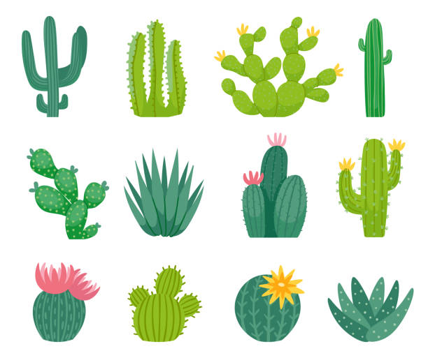 istock Mexican cactus and aloe. Wild exotic plant with sharp spikes and flower blossom. Exotic summer nature elements 1456379028
