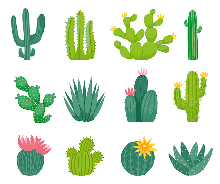 Mexican cactus and aloe. Wild exotic plant with sharp spikes and flower blossom. Exotic summer nature elements growing in deserts. Bright spiny cacti, green flora objects isolated vector set