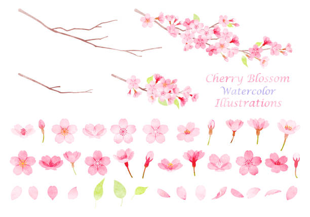 clipart-set mit kirschblüten - kirschbaum stock-grafiken, -clipart, -cartoons und -symbole
