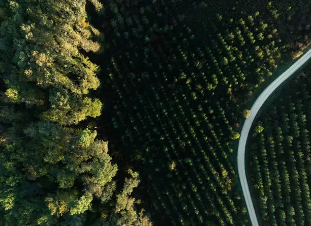 A path crosses a pine forest, very graphic drone view, autumn colors