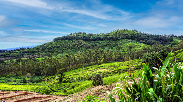 istock Rancabali Ciwidey Panorama 1456384075