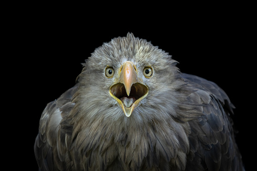 Portrait of a calling white-tailed eagle (Haliaeetus albicilla) against a black background. The open beak is looking like a heart shape.