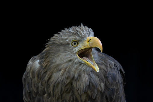 Portrait of a calling white-tailed eagle (Haliaeetus albicilla) against a black background.