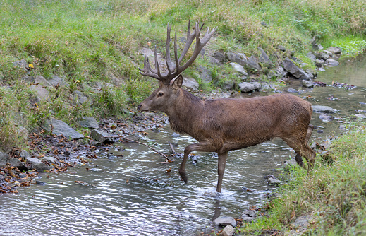 Strong stag is walking in a creek.