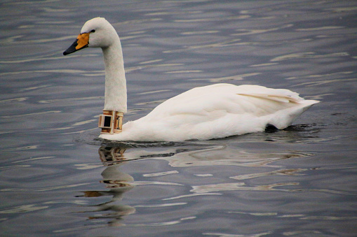 A view of a Whooper Swan at Martin Mere Nature Reserve in the winter