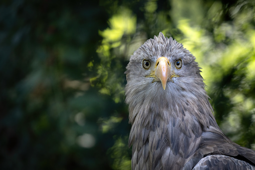 Portrait of a white-tailed eagle (Haliaeetus albicilla) against a green background.