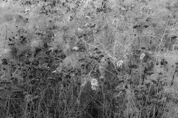 istock Flower meadow, selective focus. Field from flowers for design or project. Summer meadowland background for poster, calendar, post, screensaver, wallpaper, postcard, cover, website. Art photo 1456385403