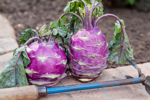 Still life with kohlrabi. Two heads of purple kohlrabi cabbage with leaves stand upright. Nearby lies a manual miniature chopper