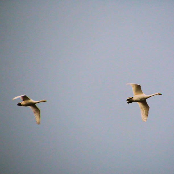 istock A view of a Whooper Swan 1456385705