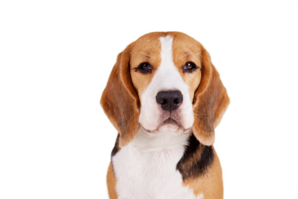 istock Portrait of a beagle dog looking into the camera 1456386498