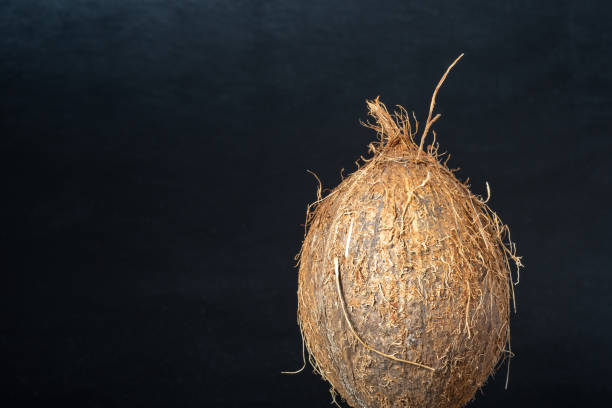 one ripe fresh coconut over dark background