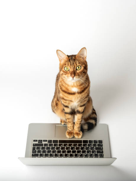 istock Beautiful bengal cat with a laptop on a white background. 1456386754