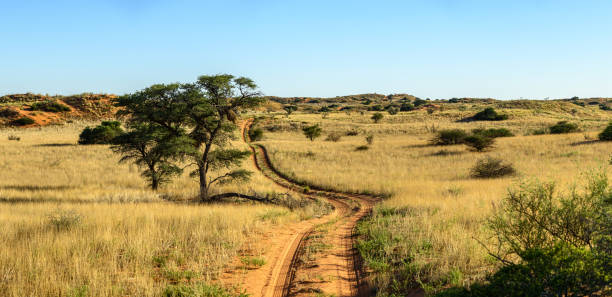 istock Panoramic view of track through Kalahari desert 1456386912