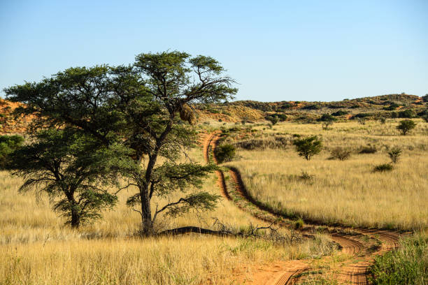 blick auf den wüstenpfad durch die kalahari-wüste - kalahari gemsbok national park stock-fotos und bilder