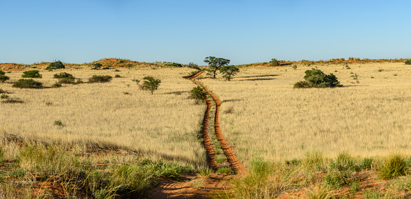 View of desert track through Kalahari desert