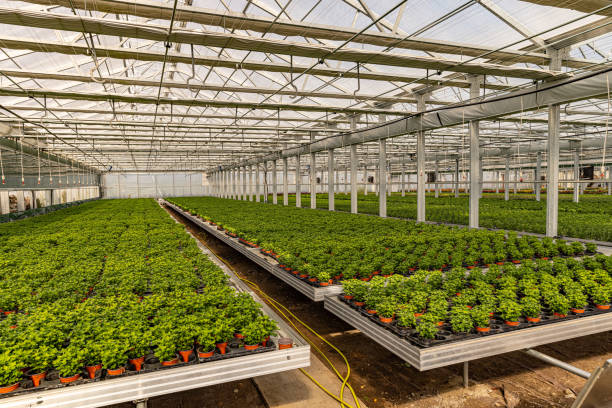 istock Chrysanthemums plants in greenhouse farm 1456387795