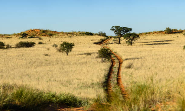 Lonely track through Kalahari desert Panoramic view of desert track through Kalahari desert kgalagadi transfrontier park stock pictures, royalty-free photos & images