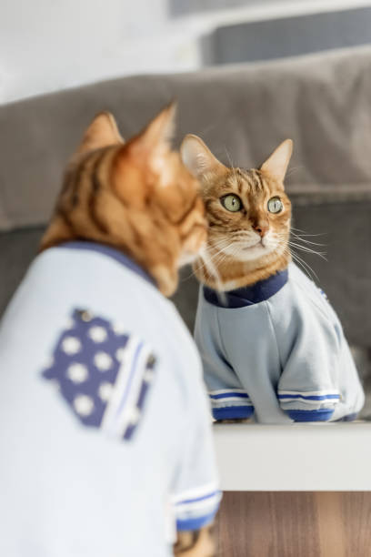 istock Bengal cat in clothes looks at his reflection in the mirror. 1456387840