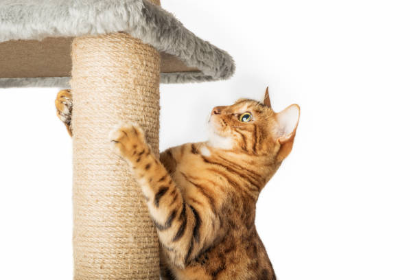 istock Bengal cat and scratching post isolated on white background. 1456387940