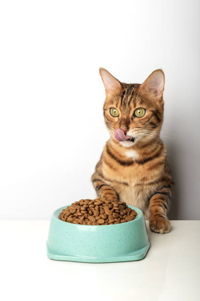 白い背景にボウルの近くに空腹の猫と乾いたキャットフード。 - pet food animals feeding cat food cat bowl ストックフォトと画像