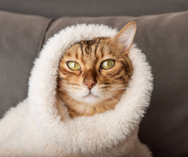 istock Funny Bengal cat in a warm sweater. 1456388256
