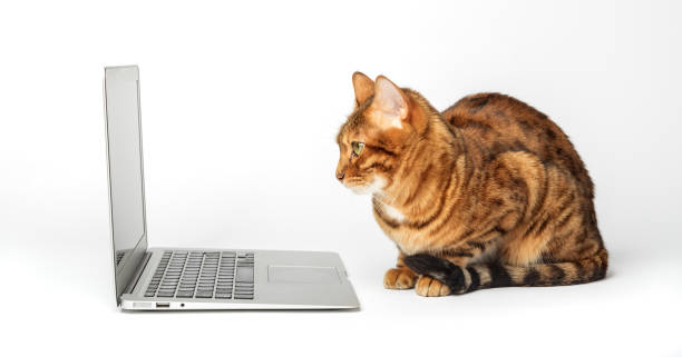 istock Side view of a ginger bengal cat looking at a laptop screen 1456389099