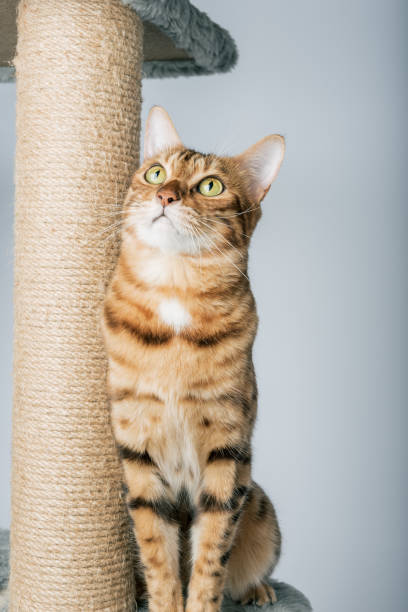 istock Shorthair Bengal cat near the scratching post. 1456389100