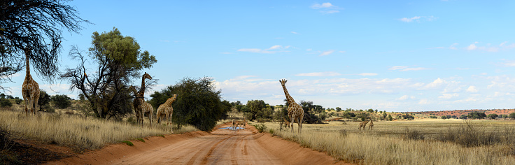 Giraffe browsing in Kalahari desert panoramic