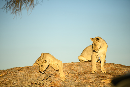 Young lions resting on tree stump in Kalahari desert
