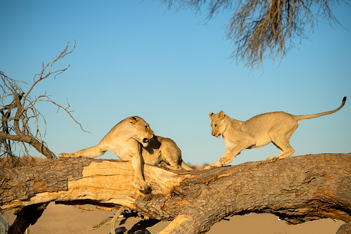 A sub-adult lion getting a lesson in discipline from older, aggressive member of the pride on tree stump in Kalahari desert