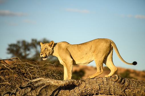 Sub-adult Kalahari lion surveying terrain from tree stump