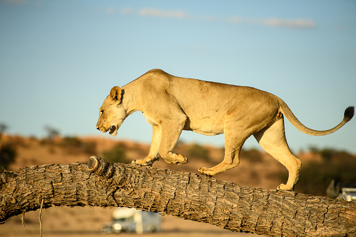 Sub-adult Kalahari lion walking across desert tree stump