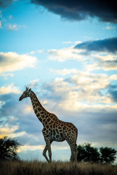 istock Giraffe on Kalahari horizon 1456389611