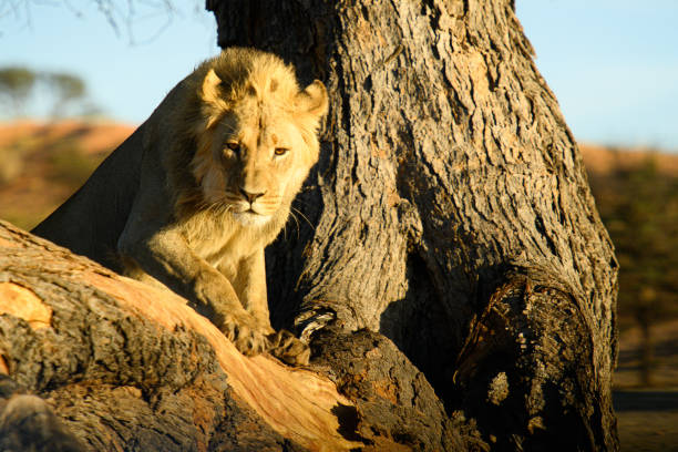 istock Alert young male lion climbing into tree 1456389713