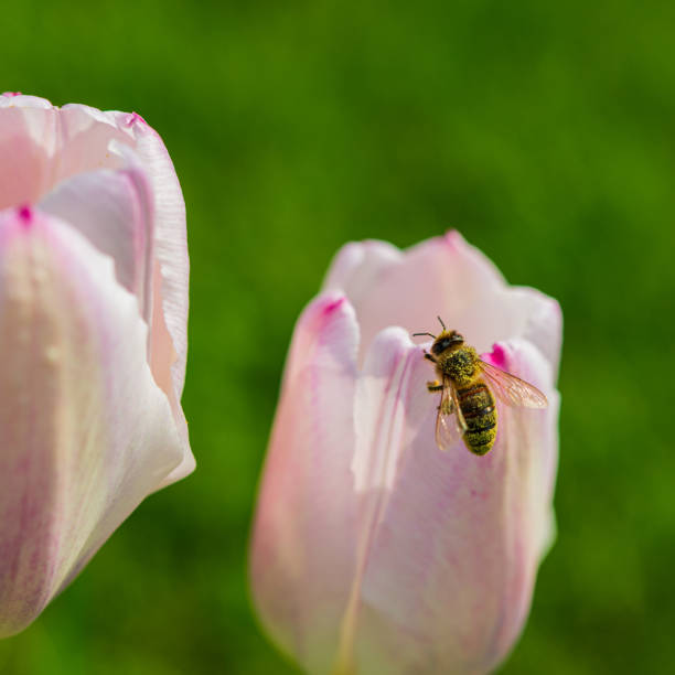 One bee collects nectar and pollen from pink tulips. Spring season.