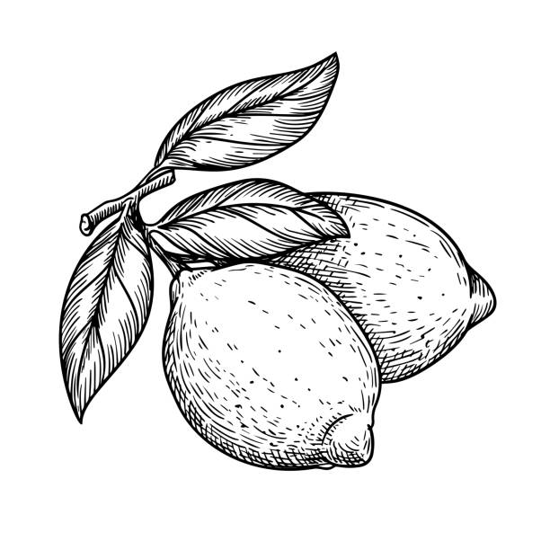 Hand drawn sketch style whole lemons. Retro illustration of tropical citrus fruit. Best for menu and package designs. Vector illustration. Hand drawn sketch style whole lemons. Retro illustration of tropical citrus fruit. Best for menu and package designs. Vector illustration. citric acid stock illustrations