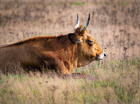European bison herd (Bison bonasus) running in the meadow in the summertime.  (Out of focus)