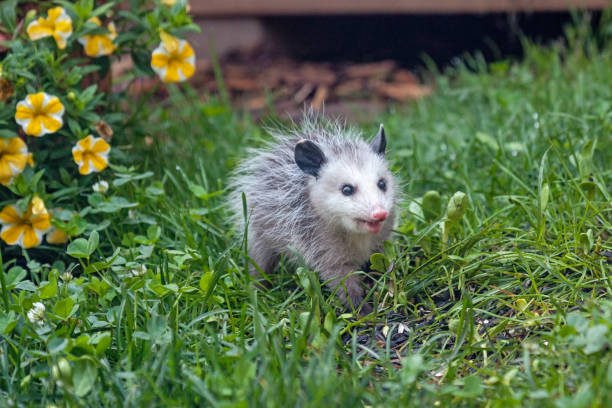 An Opossum in Green Grass An opossum searches for fallen seeds in the green grass of a backyard with yellow petunias in the background. opossum stock pictures, royalty-free photos & images