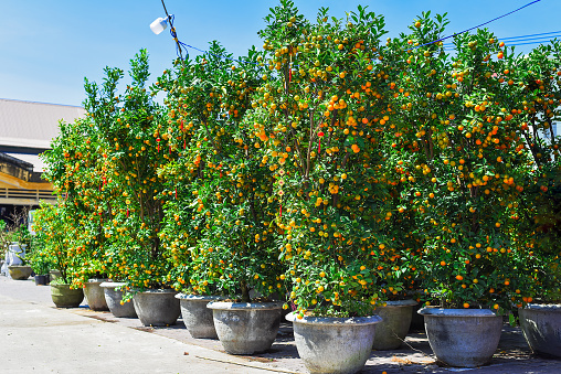many tangerine trees in pots as decoration for Tet Lunar New Year